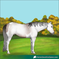 Horse Color:Gray Bay Tobiano Rabicano 