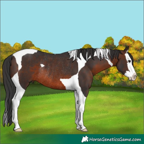 Horse Color:Brown Splash Tobiano Rabicano 