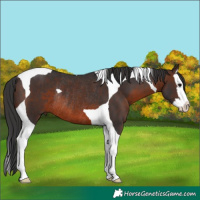 Horse Color:Brown Splash Tobiano Rabicano