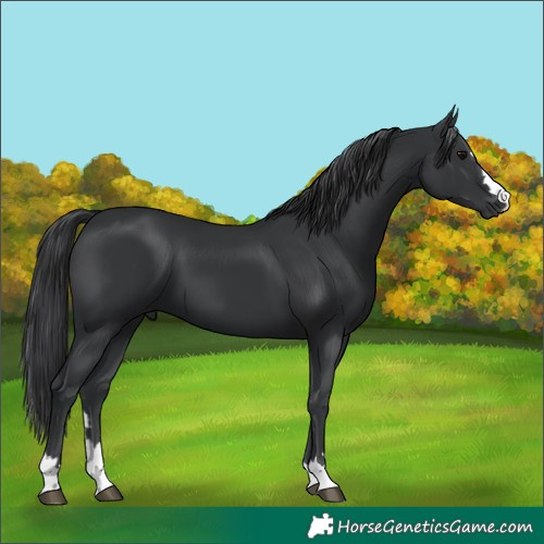 Horse Color:Black 