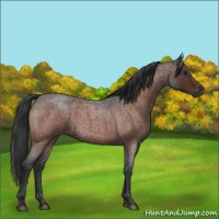 Horse Color:Brown Roan 