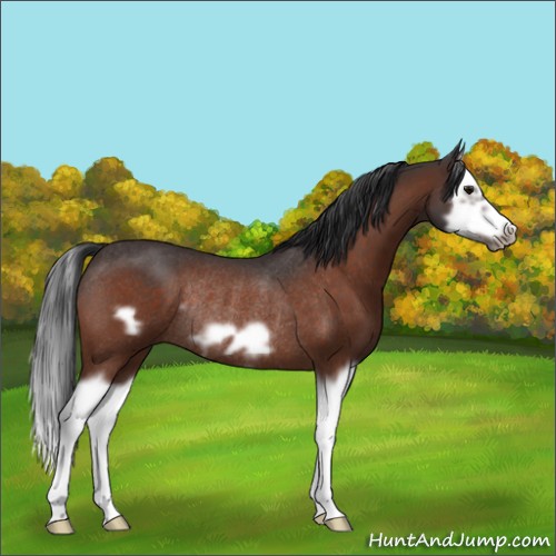 Horse Color:Bay Roan Splash Frame Rabicano 
