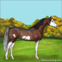 Horse Color:Bay Roan Splash Frame Rabicano 