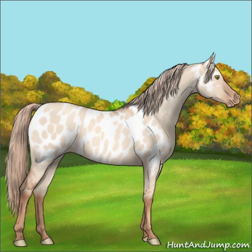 Horse Color:Gold Champagne Dun Appaloosa 