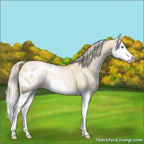 Horse Color:Silver Buckskin Pearl Dun Splash Appaloosa 