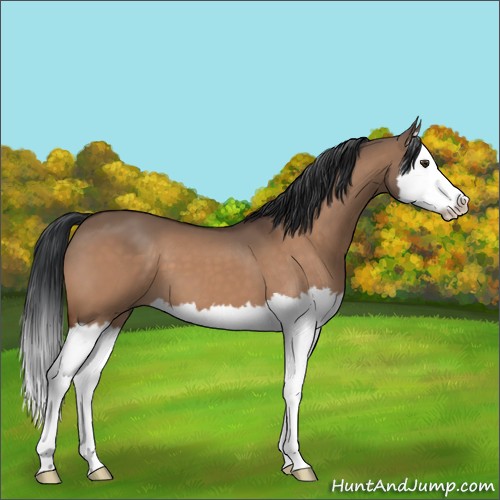 Horse Color:Brown Dun Splash