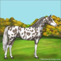Horse Color:Silver Grullo Splash Appaloosa 