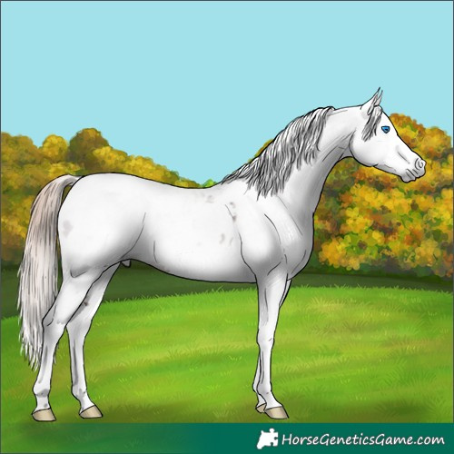 Horse Color:Gray Liver Chestnut Splash Tobiano Appaloosa 