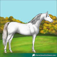 Horse Color:Gray Liver Chestnut Splash Tobiano Appaloosa 