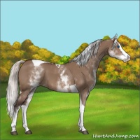 Horse Color:White Spotted Silver Brown Dun Splash Tobiano 