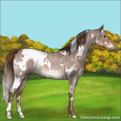 Horse Color:White Spotted Liver Red Roan 