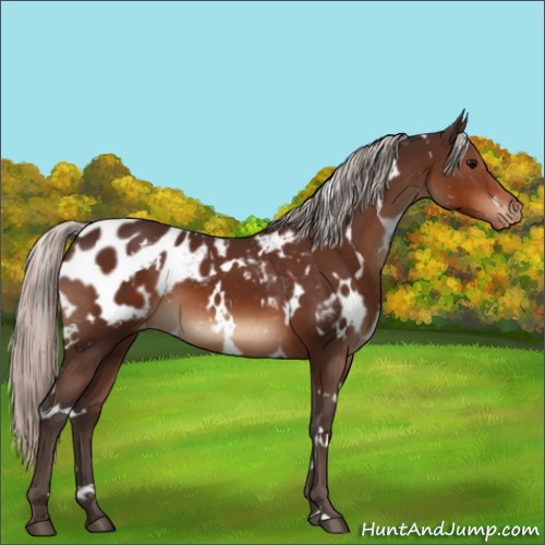 Horse Color:White Spotted Silver Brown Appaloosa 