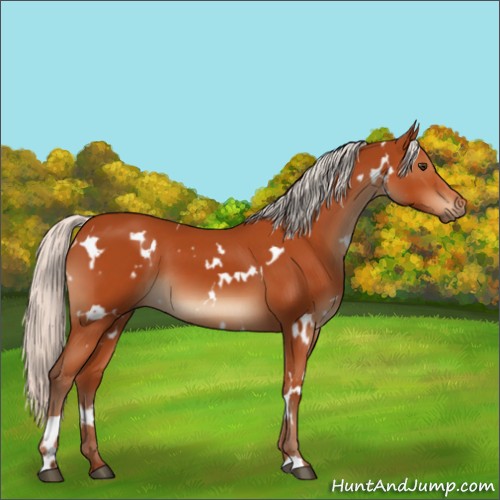 Horse Color:White Spotted Silver Brown 