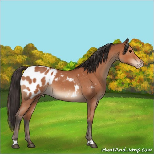 Horse Color:Bay Roan Appaloosa 