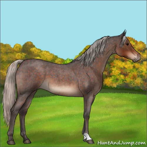 Horse Color:Silver Brown Roan 