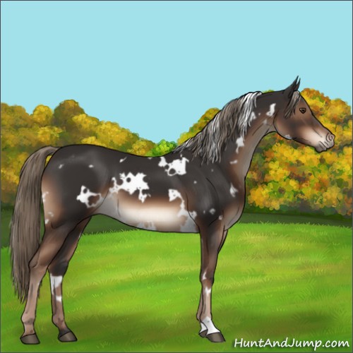 Horse Color:White Spotted Liver Chestnut 