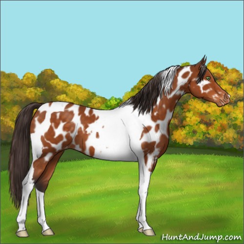 Horse Color:Buckskin Tobiano Near Leopard 