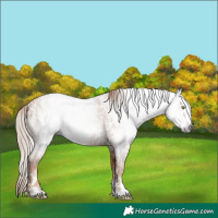 Horse Color:Gray Gold Champagne Near Leopard  and Gray Gold Champagne Near Leopard 