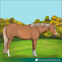 Horse Color:Chestnut 