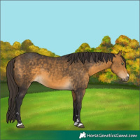Horse Color:Buckskin 