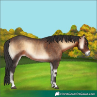 Horse Color:Brown Onyx Rabicano 