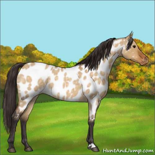Horse Color:Buckskin Roan Dun Appaloosa 