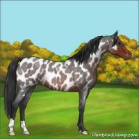 Horse Color:Brown Roan Appaloosa 