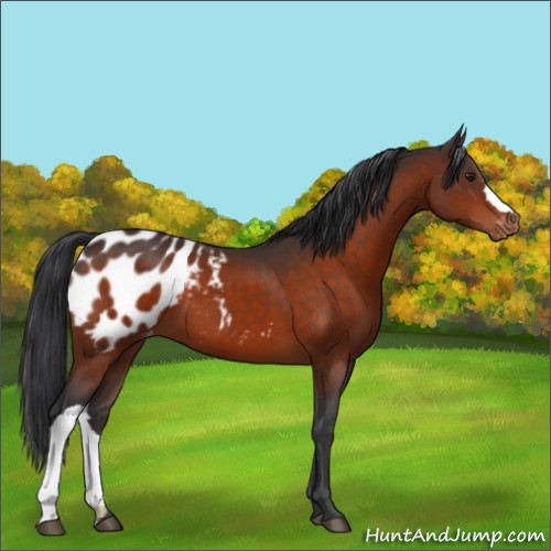 Horse Color:Brown Appaloosa 