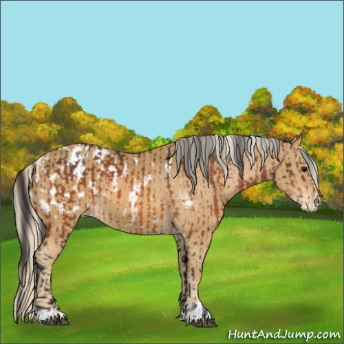 Horse Color:Bay Appaloosa  and Palomino Appaloosa 