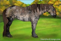 Horse Color:Void Liver Chestnut Sabino Splash Tobiano 