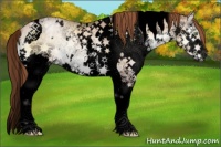 Horse Color:Void White Spotted Buckskin Ice Pearl Onyx Splash Tobiano 
