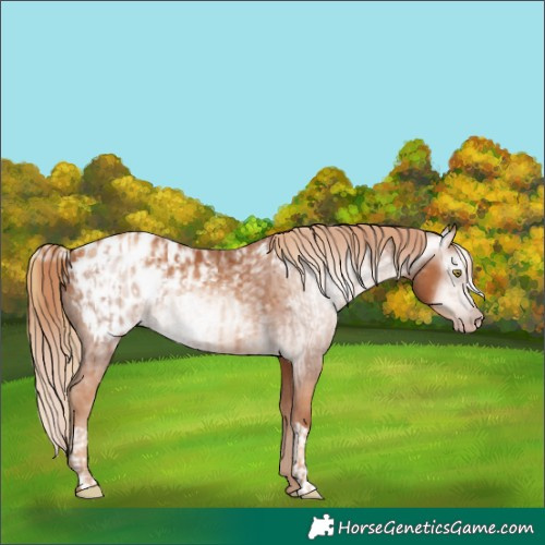 Horse Color:Gray Gold Champagne Appaloosa  and Gray Gold Champagne Appaloosa 