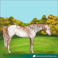 Horse Color:Gray Gold Champagne Near Leopard  and Gray Gold Champagne Near Leopard 