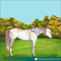 Horse Color:Gray Gold Champagne Appaloosa and Gray Gold Champagne Splash Appaloosa