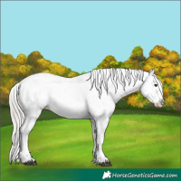 Horse Color:Silver Brown Dun Sabino Appaloosa Rabicano 