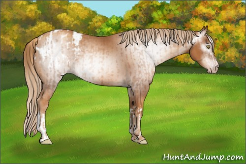 Horse Color:Gray Gold Champagne Appaloosa  and Gray Gold Champagne Appaloosa 