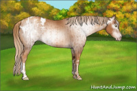 Horse Color:Gray Gold Champagne Appaloosa  and Gray Gold Champagne Appaloosa 