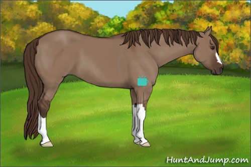 Horse Color:Liver Red Dun 