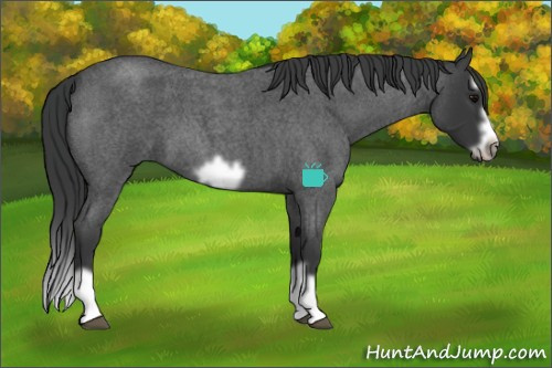 Horse Color:Blue Roan Splash Frame 