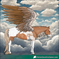 Horse Color:Chestnut Splash Tobiano Appaloosa 