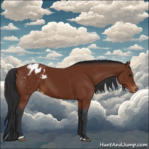 Horse Color:Bay Sabino Appaloosa