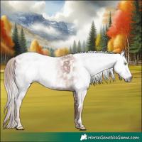 Horse Color:Gray Gold Champagne Appaloosa  and Chestnut Appaloosa 