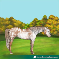Horse Color:Gray Gold Champagne Appaloosa  and Gray Gold Champagne Appaloosa 