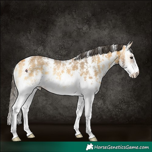 Horse Color:Buckskin Onyx Sabino Rabicano 