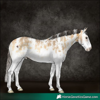 Horse Color:Buckskin Onyx Sabino Rabicano