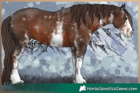 Horse Color:White Spotted Liver Chestnut 