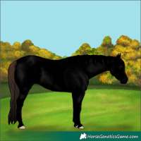 Horse Color:Void White Spotted Bay Dun Splash Appaloosa 