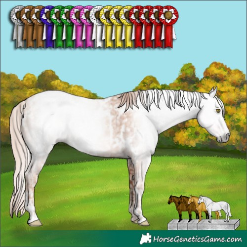 Horse Color:Gray Gold Champagne Near Leopard and Gold Champagne Near Leopard