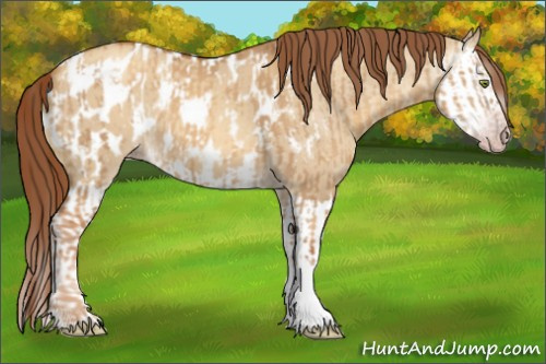 Horse Color:Gray Gold Champagne Dun Appaloosa  and Gray Gold Champagne Dun Splash Appaloosa 