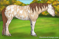 Horse Color:Gray Gold Champagne Dun Appaloosa and Gray Gold Champagne Dun Splash Appaloosa